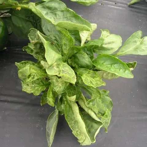 thumbnail for publication: Managing Thrips in Pepper and Eggplant